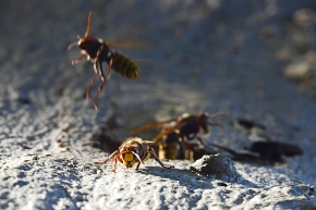 hoornaar (vespa crabo) 10-2024 0989